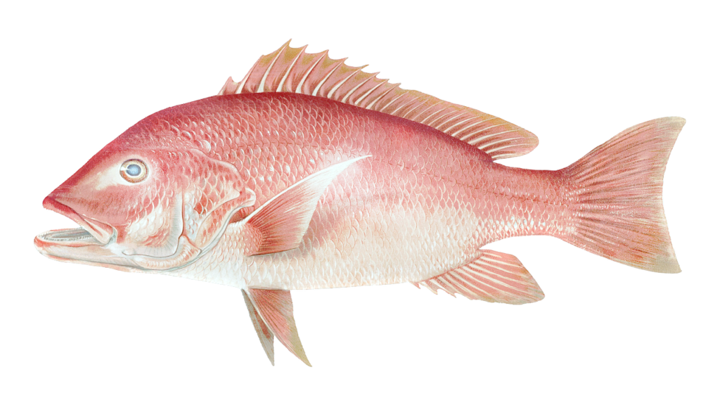 red snapper, fish, animal-6254416.jpg