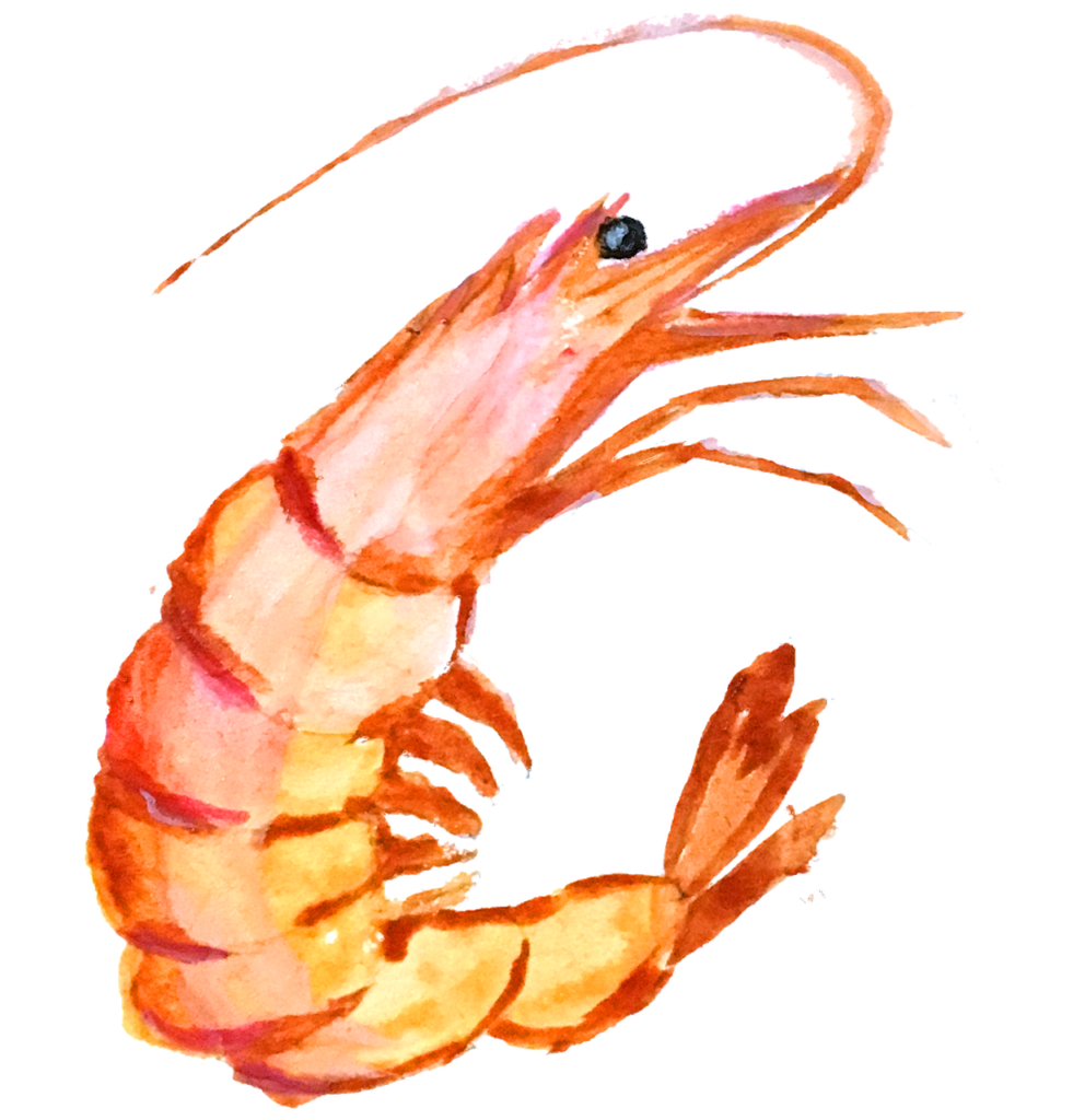 hand drawing, paint a picture, shrimp-1957063.jpg