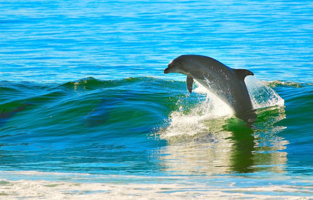 dolphin, ocean, nature-1679468.jpg